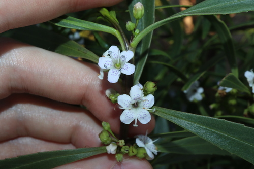 Myoporum tetrandrum (Myoporum tetrandrum)