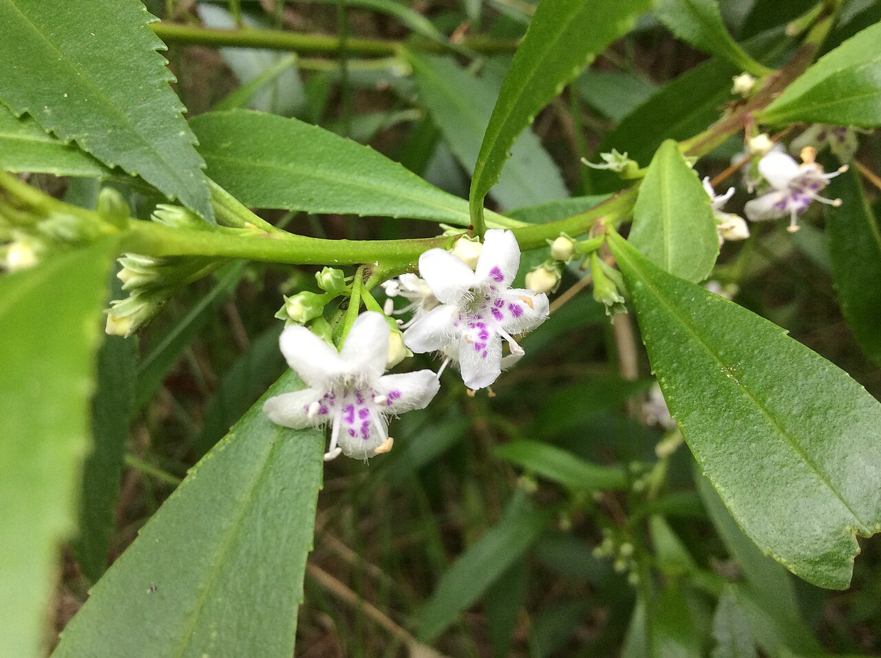 Myoporum tetrandrum: Myoporum tetrandrum in the Porongurup Range, Western Australia