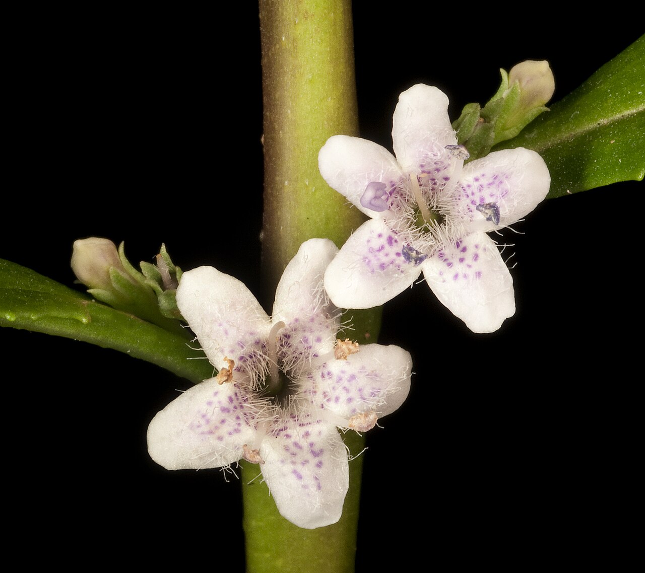 Myoporum tetrandrum: KRT4398