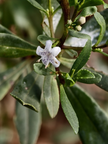 Myoporum tetrandrum (Myoporum tetrandrum)