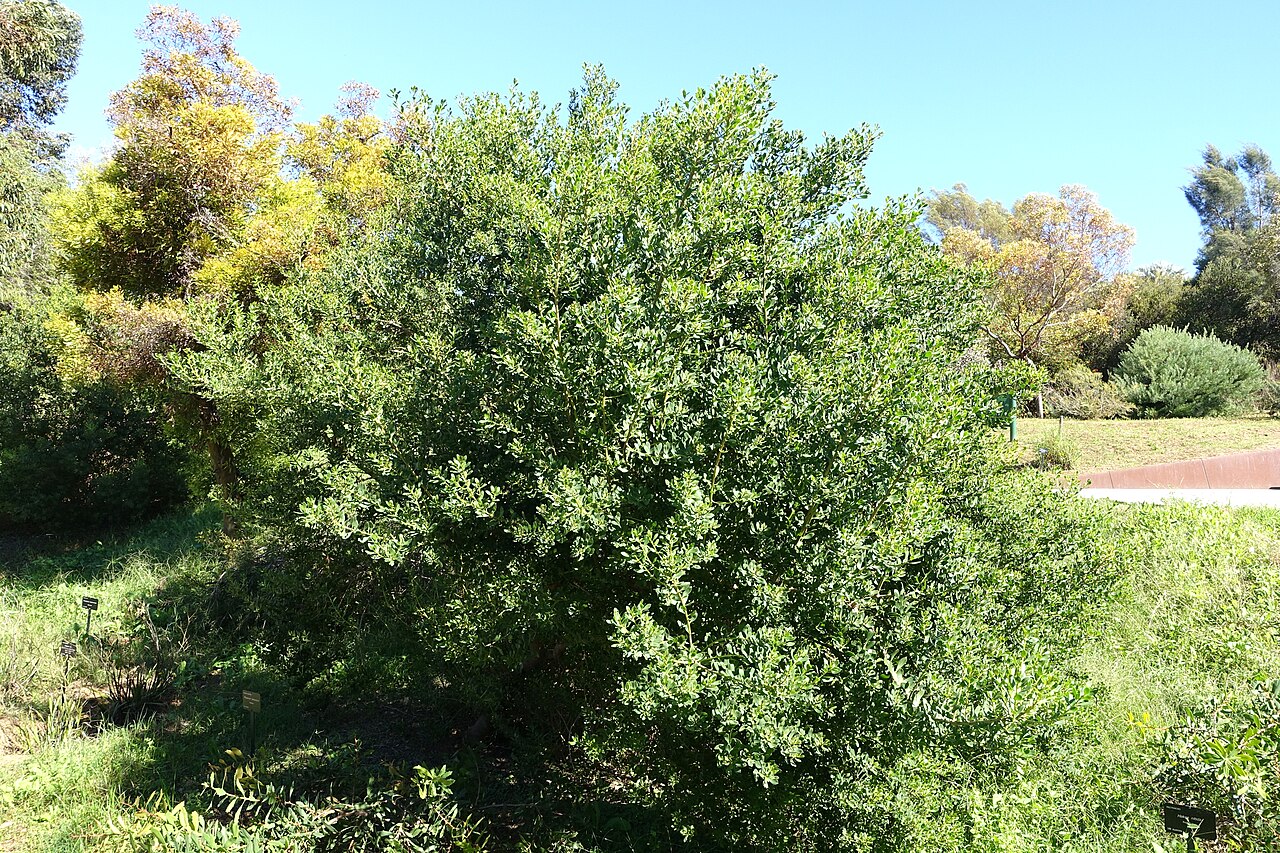 Myoporum tetrandrum: Botanical specimen in the Jardín Botánico de Barcelona - Barcelona, Spain.