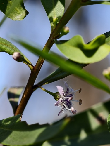 Myoporum tetrandrum (Myoporum tetrandrum)