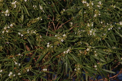 Myoporum tetrandrum (Myoporum tetrandrum)