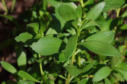 Myoporum tetrandrum (Myoporum tetrandrum)