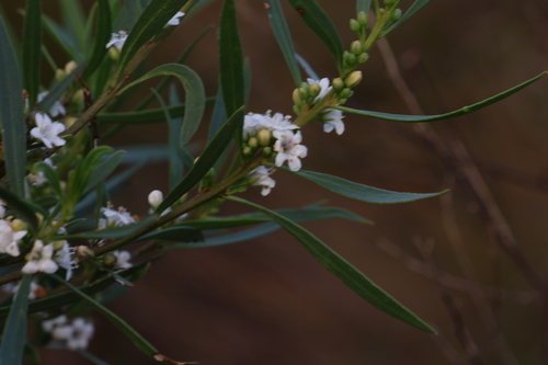 Myoporum tetrandrum (Myoporum tetrandrum)