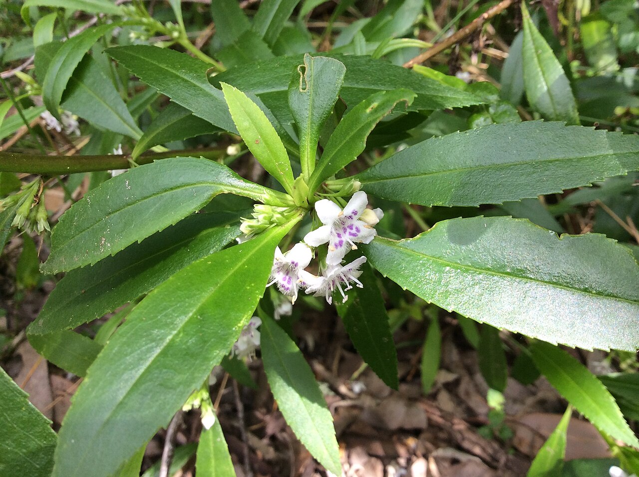 Myoporum tetrandrum: Myoporum tetrandrum in the Porongurup Range, Western Australia