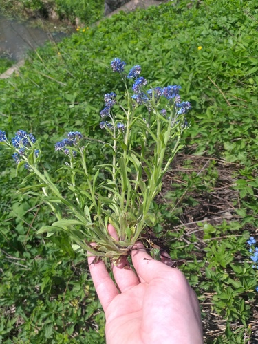 Alpine forget-me-not (Myosotis alpestris)