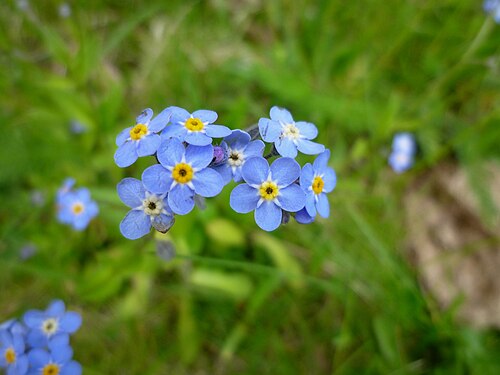 Alpine forget-me-not: Myosotis alpestris . In Cabdella