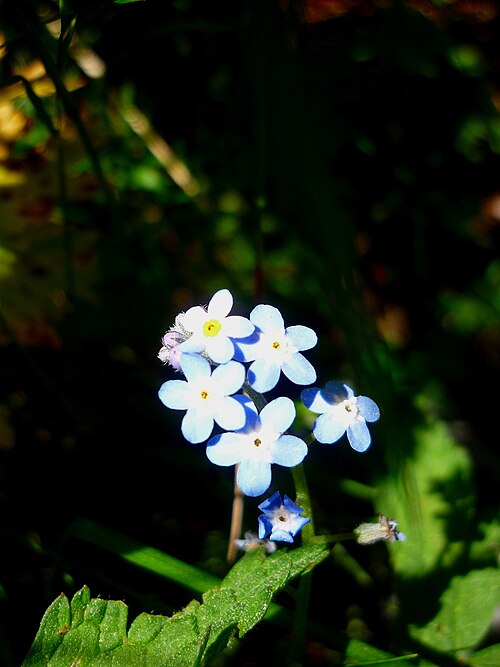 Alpine forget-me-not: Myosotis alpestris . In Estana (Baixa Cerdanya-Catalunya). To 1.780 m. altitude