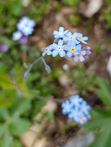 Alpine forget-me-not (Myosotis alpestris)