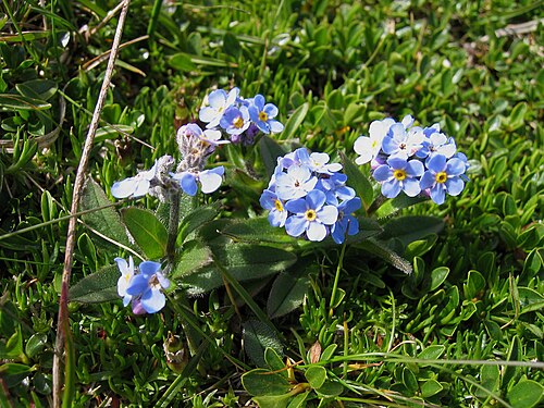 Alpine forget-me-not (Myosotis alpestris)