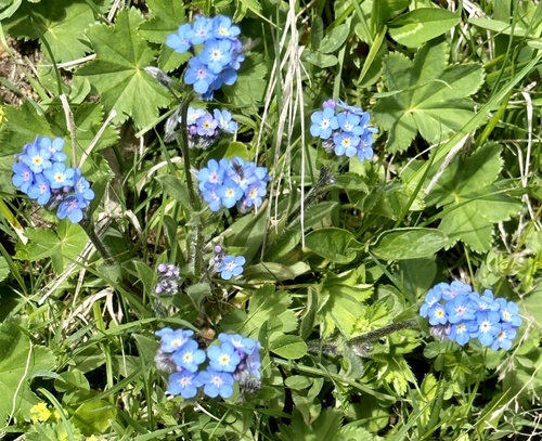 Alpine forget-me-not (Myosotis alpestris)