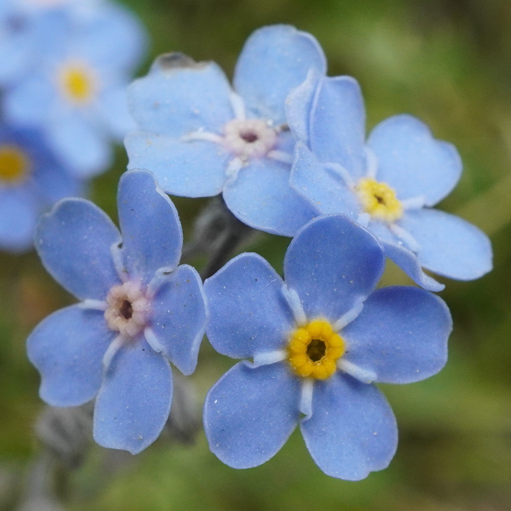 Alpine forget-me-not (Myosotis alpestris)