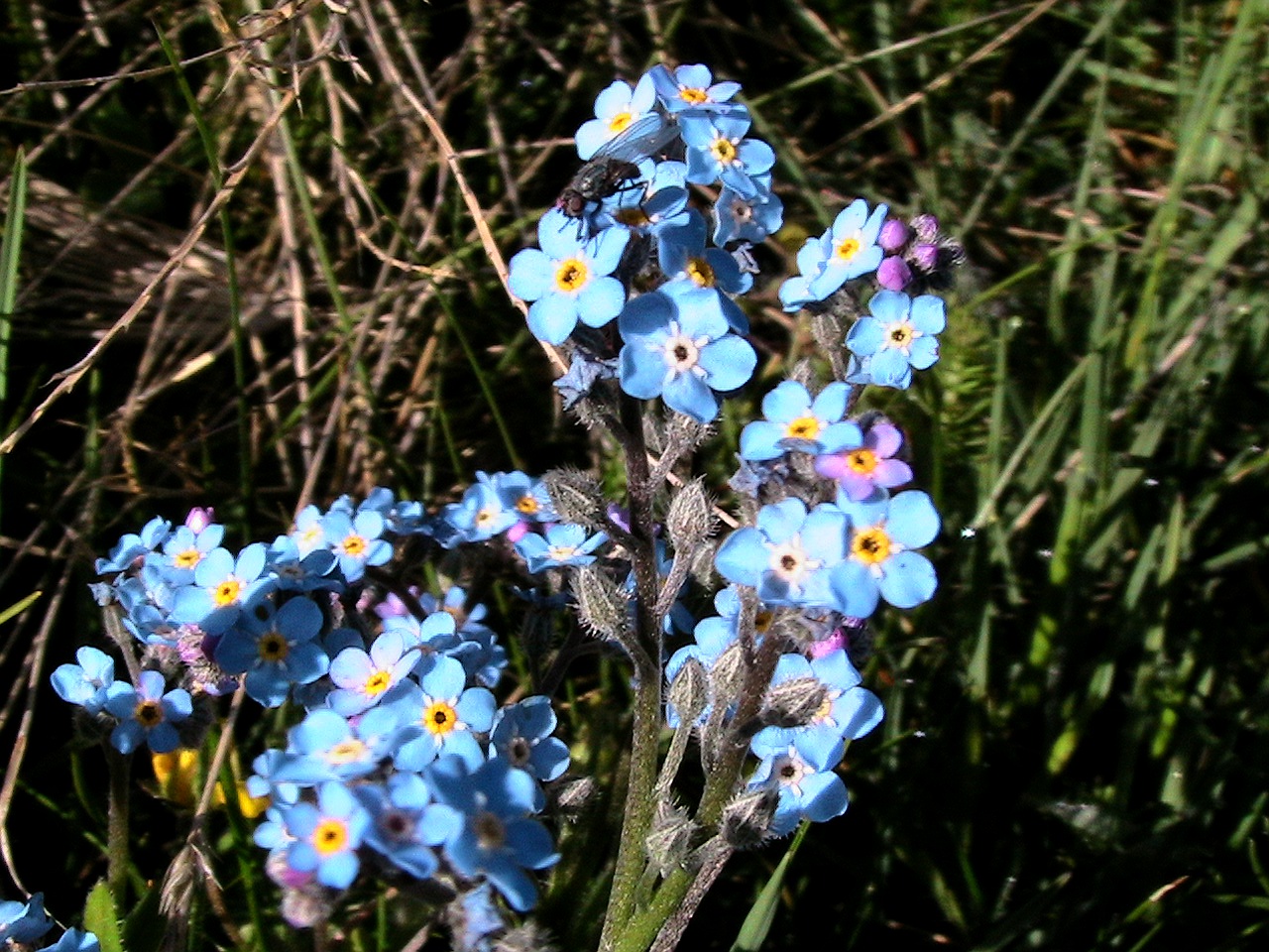 Alpine forget-me-not: Myosotis alpestris . In Cabdella