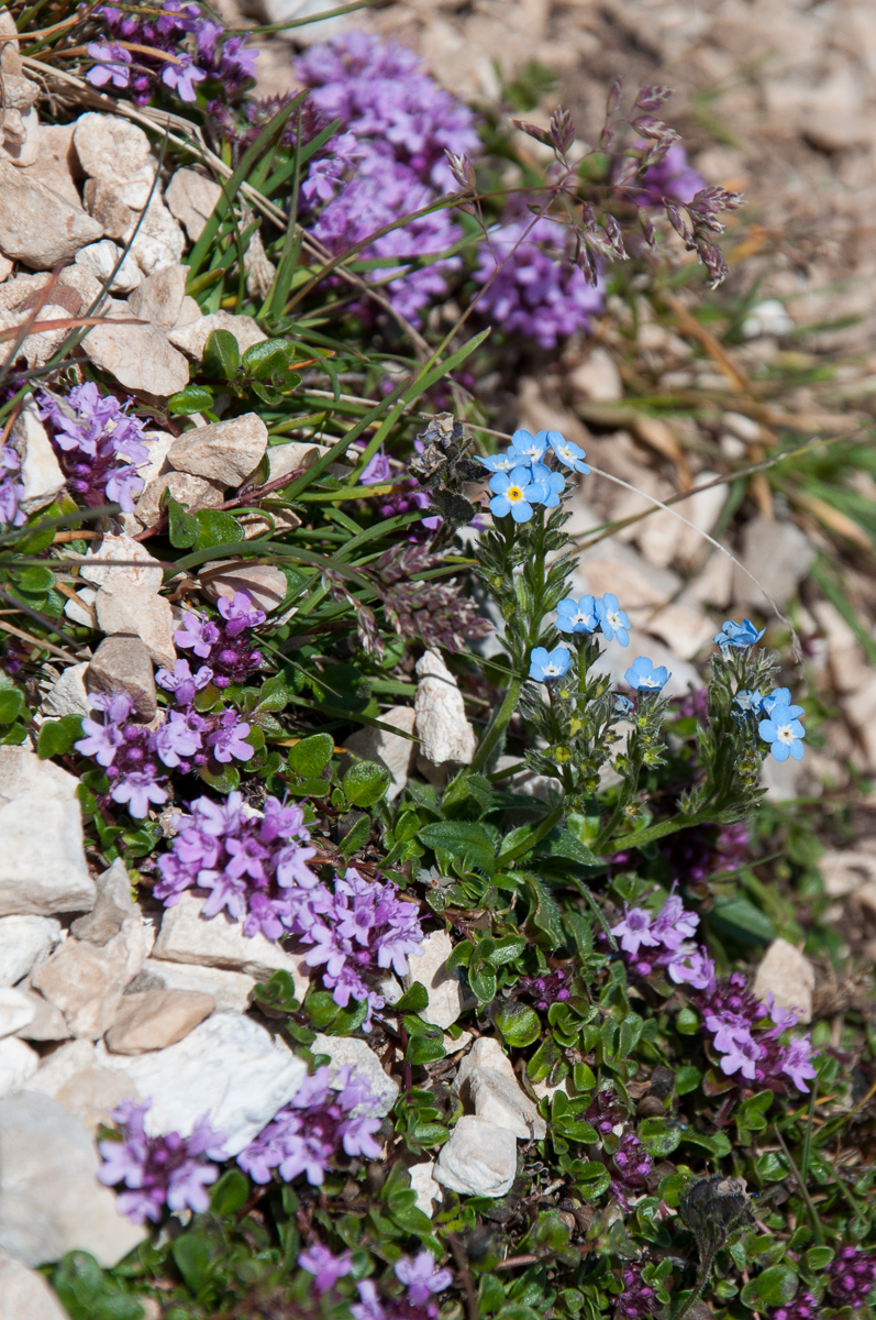 Alpine forget-me-not: Myosotis alpestris and Thymus serpyllum in Slovenia