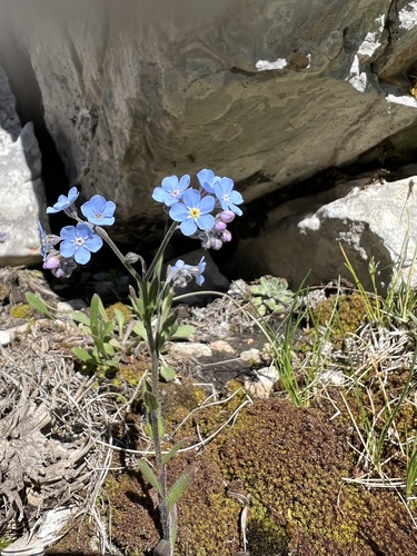 Alpine forget-me-not (Myosotis alpestris)