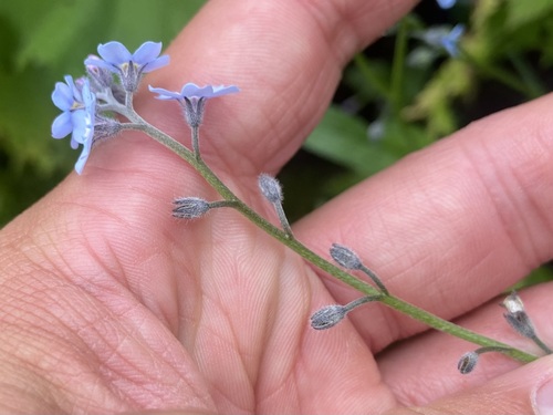 Alpine forget-me-not (Myosotis alpestris)