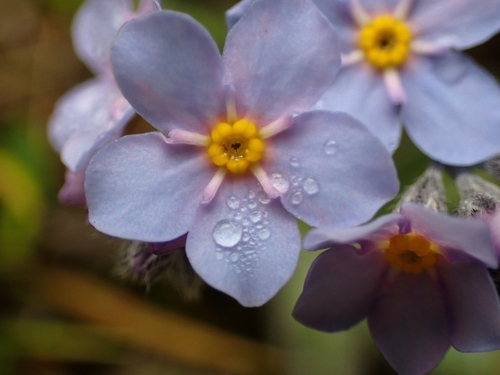 Alpine forget-me-not (Myosotis alpestris)