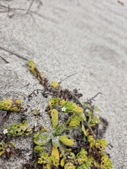 Myosotis antarctica (Myosotis antarctica)
