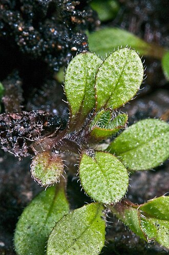 Myosotis antarctica (Myosotis antarctica)