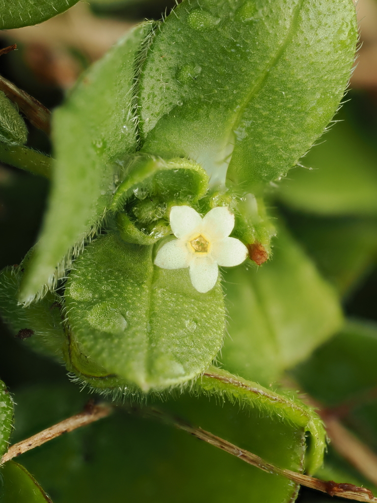 Myosotis antarctica (Myosotis antarctica)