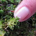 Myosotis antarctica (Myosotis antarctica)
