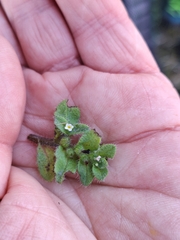 Myosotis antarctica (Myosotis antarctica)