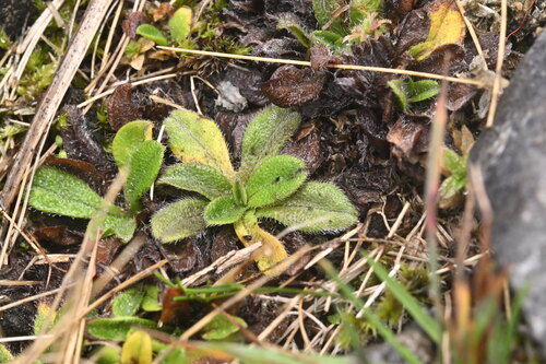 Myosotis antarctica (Myosotis antarctica)
