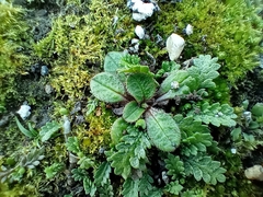 Myosotis antarctica (Myosotis antarctica)