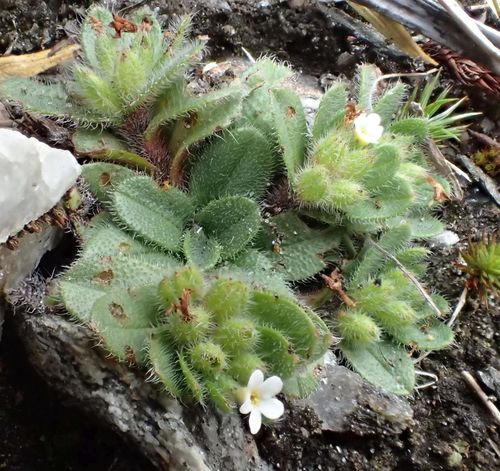 Myosotis antarctica (Myosotis antarctica)
