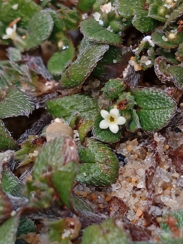 Myosotis antarctica (Myosotis antarctica)
