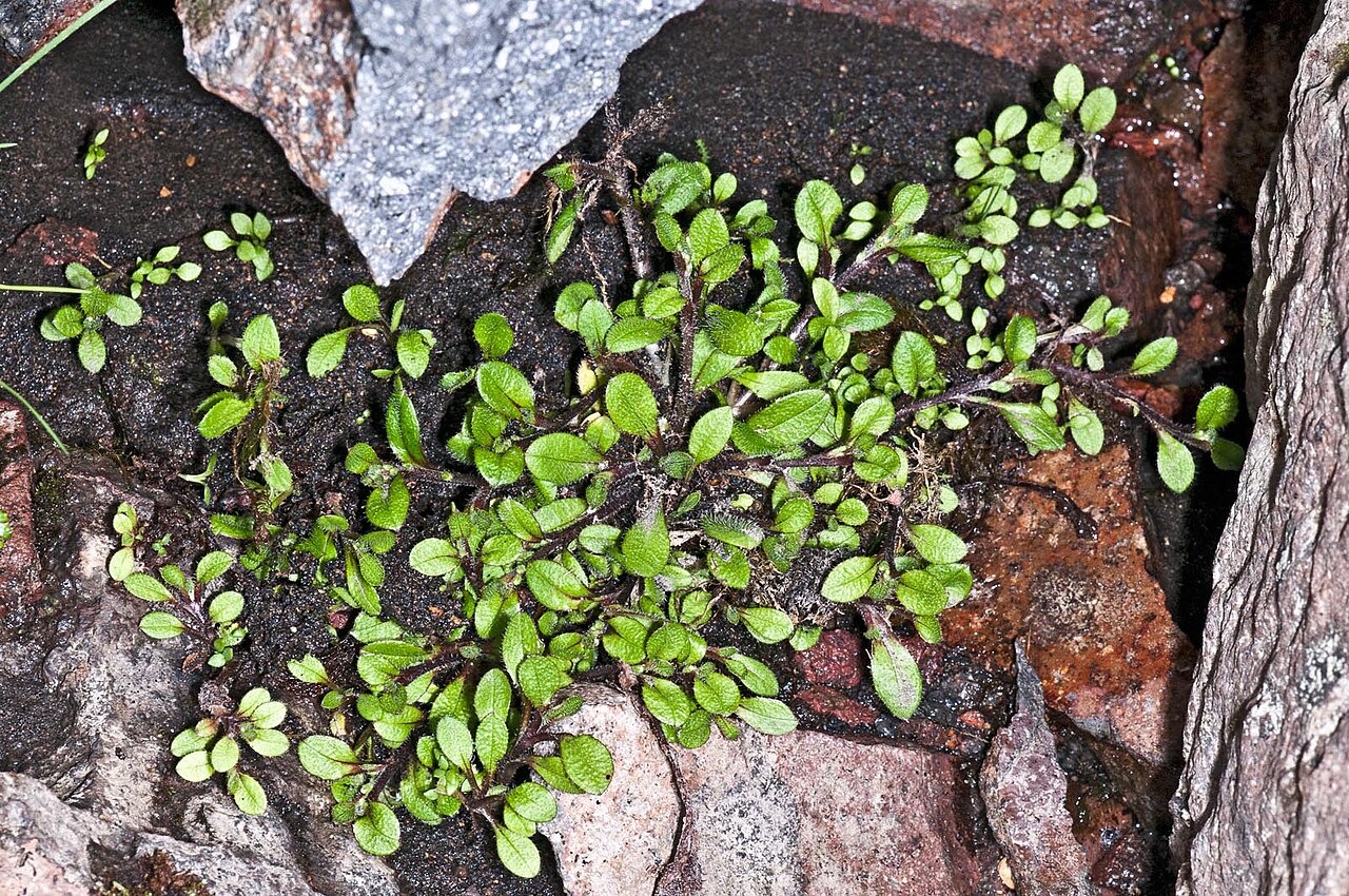 Myosotis antarctica (Myosotis antarctica)