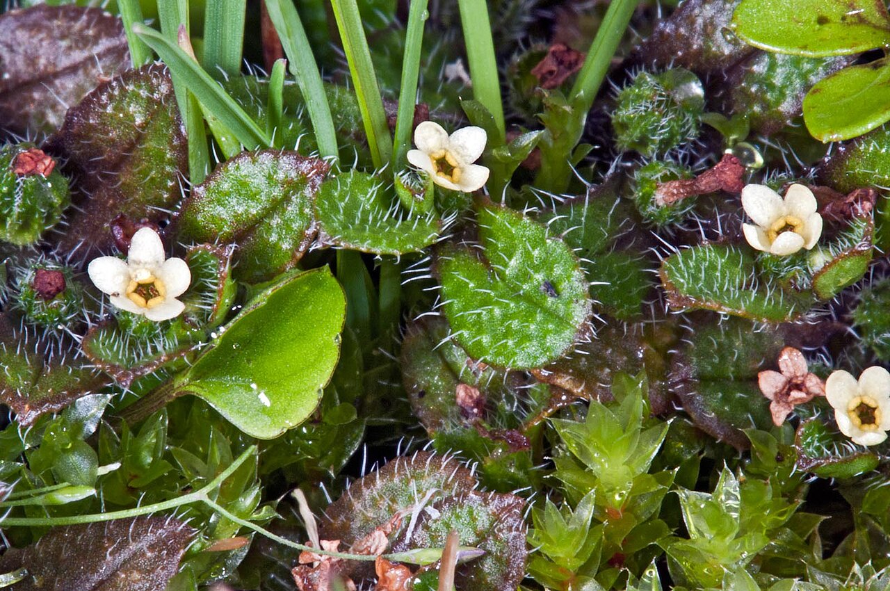 Myosotis antarctica (Myosotis antarctica)