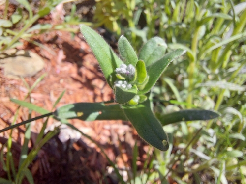Field forget-me-not (Myosotis arvensis)