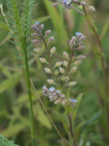 Field forget-me-not (Myosotis arvensis)