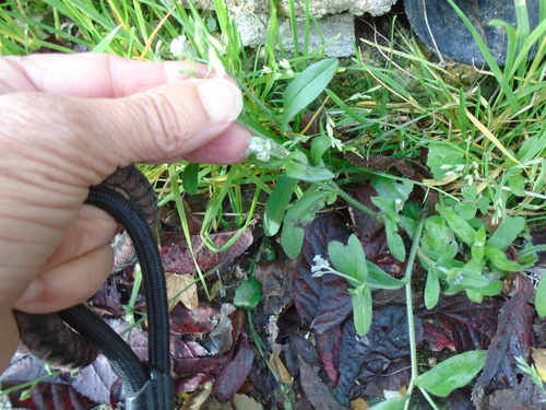 Field forget-me-not (Myosotis arvensis)