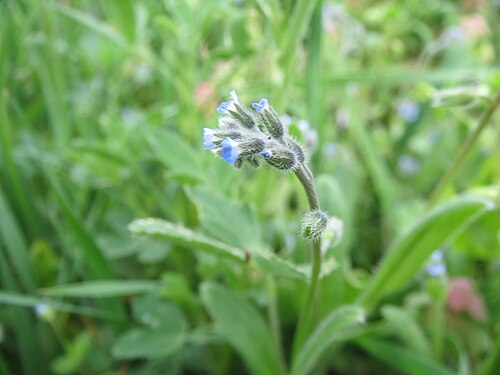 Field forget-me-not: Acker-Vergissmeinnicht ( Myosotis arvensis ) im Hockenheimer Rheinbogen