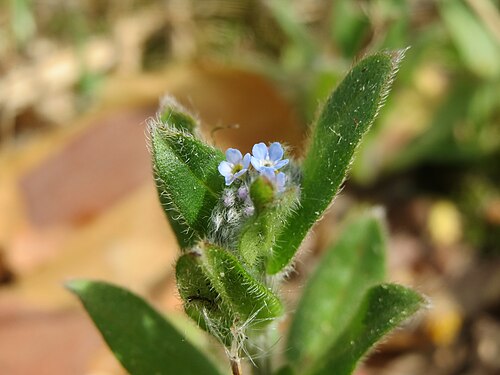 Field forget-me-not: Acker-Vergissmeinnicht ( Myosotis arvensis ) in der Schwetzinger Hardt