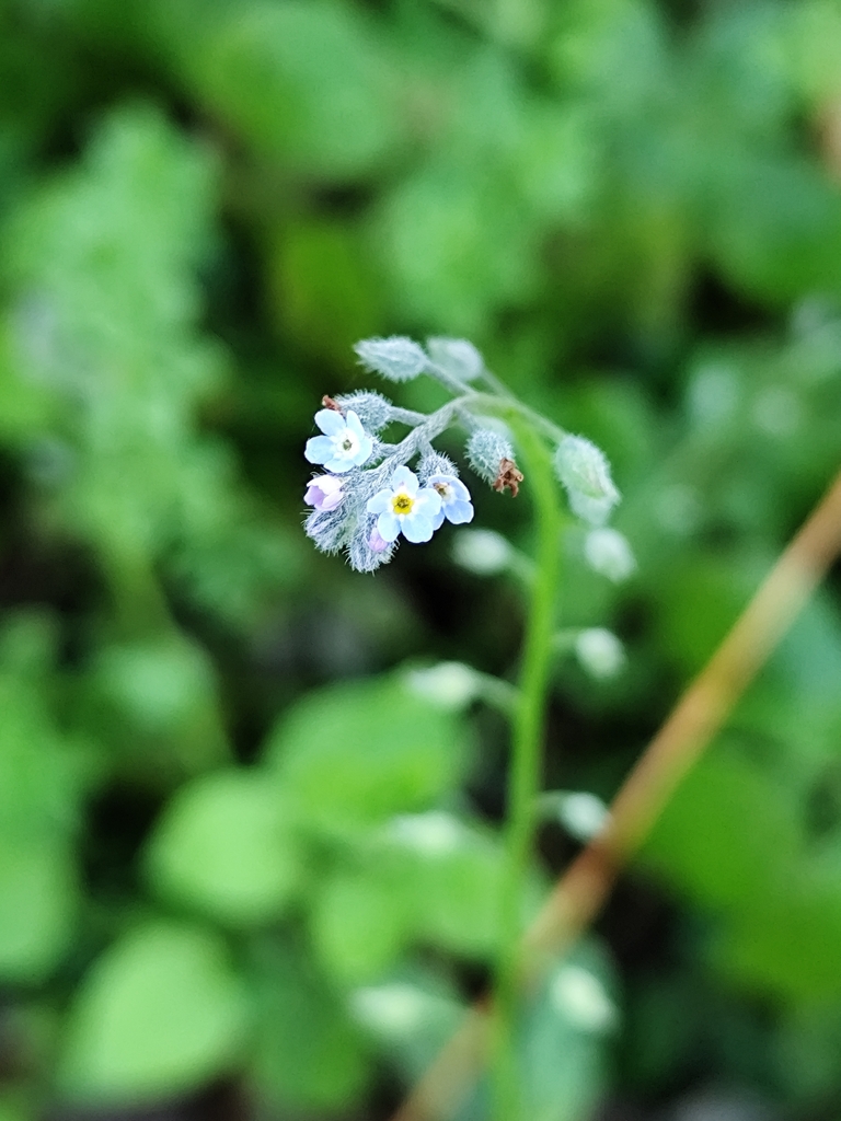 Field forget-me-not (Myosotis arvensis)