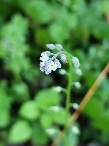 Field forget-me-not