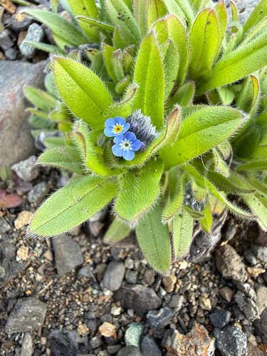 Field forget-me-not (Myosotis arvensis)
