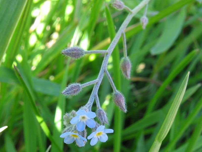 Field forget-me-not: Acker-Vergissmeinnicht, Myosotis arvensis, Kristian Peters 6.7.2004, Warnow-Wiesen