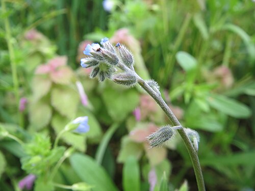 Field forget-me-not: Acker-Vergissmeinnicht ( Myosotis arvensis ) im Hockenheimer Rheinbogen