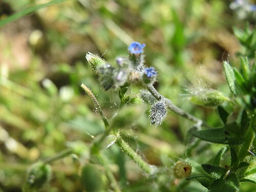Field forget-me-not: Acker-Vergissmeinnicht ( Myosotis arvensis ) im der Schwetzinger Hardt