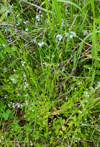 Field forget-me-not (Myosotis arvensis)