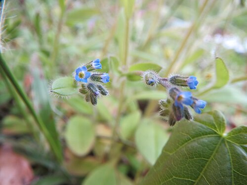 Field forget-me-not: Acker-Vergissmeinnicht ( Myosotis arvensis ) im Schwetzinger Hardt