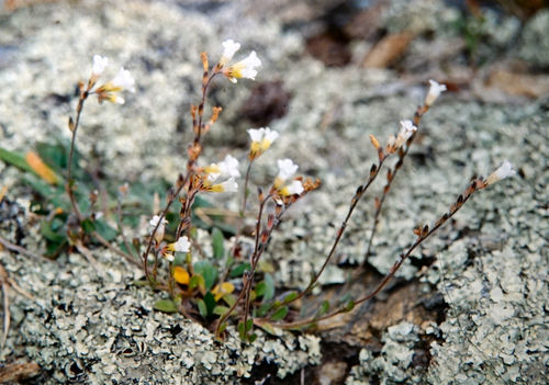 Myosotis australis (Myosotis australis)