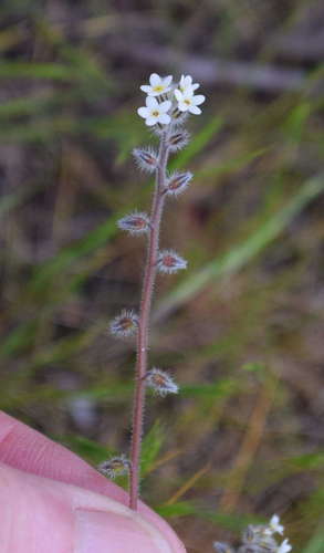 Myosotis australis (Myosotis australis)