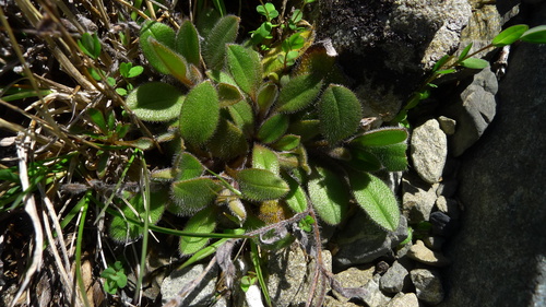 Myosotis australis (Myosotis australis)