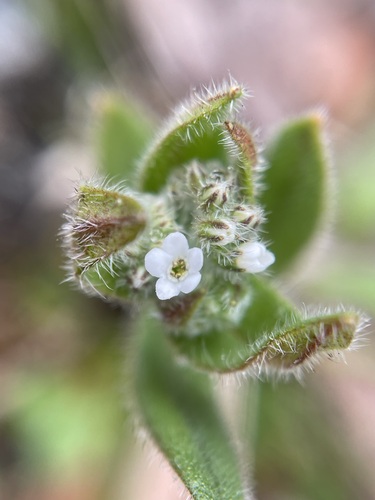Myosotis australis (Myosotis australis)